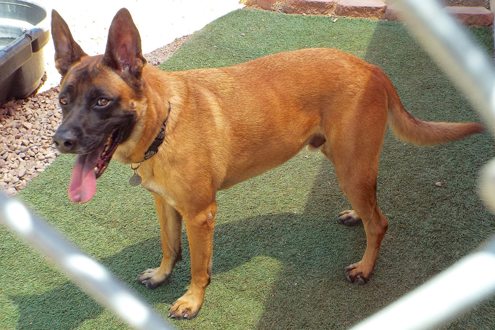 Adopt A Friend: Bentley